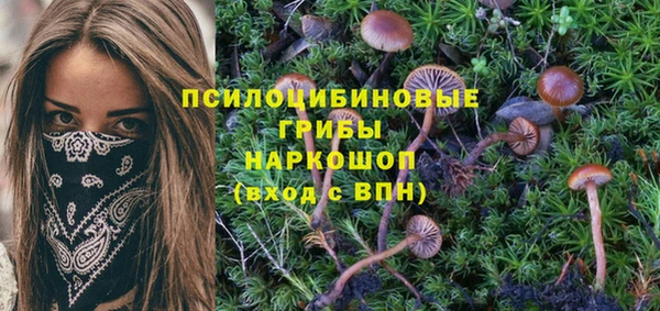 прущие грибы Абаза